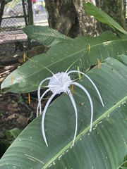 Hymenocallis littoralis