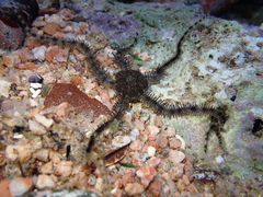 Ophiocoma scolopendrina