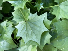 Delairea odorata