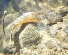 Odontobutis obscurus