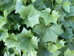 Delairea odorata