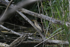 Ixobrychus minutus minutus