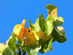 Prunus armeniaca
