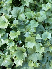 Delairea odorata