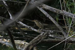 Ixobrychus minutus minutus