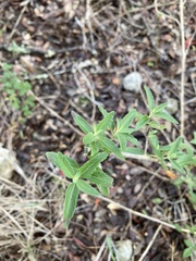Brickellia cylindracea
