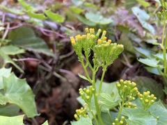 Delairea odorata