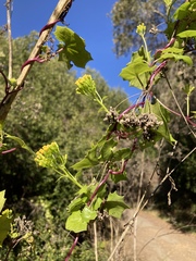 Delairea odorata