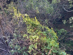 Delairea odorata