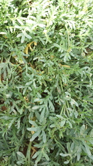 Lepidium coronopus