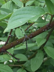 Bittacomorpha clavipes