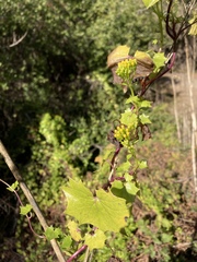 Delairea odorata