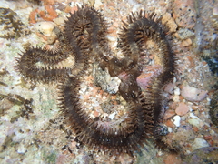 Ophiocoma scolopendrina