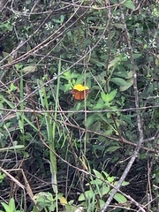 Danaus gilippus