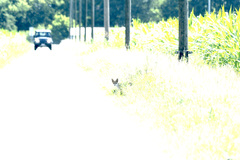 Vulpes vulpes crucigera