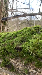Homalothecium sericeum