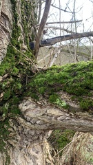 Homalothecium sericeum