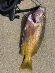 Lutjanus argentiventris