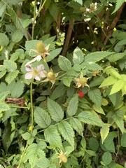 Rubus rosifolius