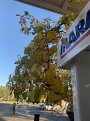 Prunus armeniaca