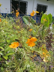 Cosmos sulphureus