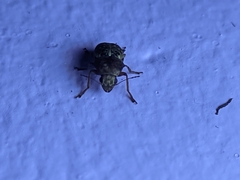 Araecerini