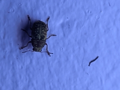Araecerini