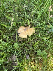 Cerioporus leptocephalus