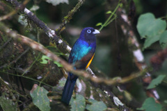 Trogon chionurus