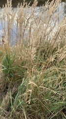 Phalaris arundinacea