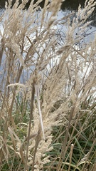 Phalaris arundinacea