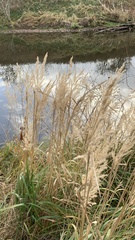 Phalaris arundinacea