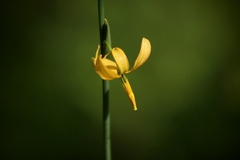 Echeandia flavescens