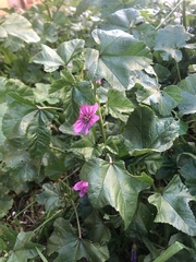 Malva verticillata