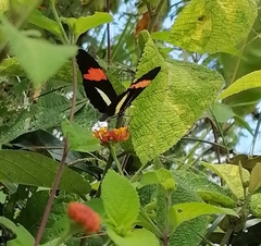 Heliconius melpomene