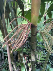 Pinanga
