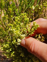 Erica leucanthera