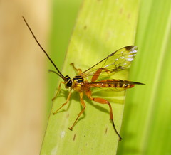 Echthromorpha agrestoria