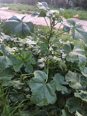 Malva verticillata