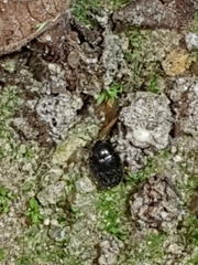 Simplocaria