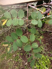 Erythrostemon mexicanus