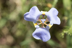 Phalocallis coelestis