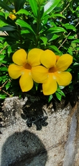 Allamanda schottii