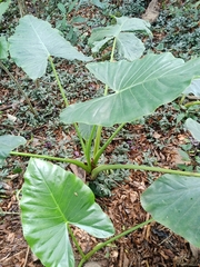 Alocasia