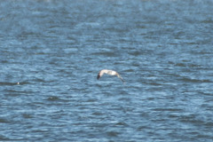 Larus delawarensis
