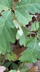 Tischeria ekebladella