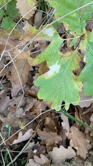 Tischeria ekebladella