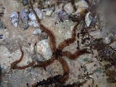 Ophiocoma scolopendrina