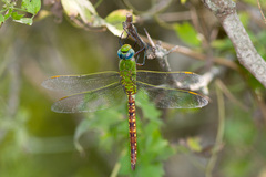 Anax longipes