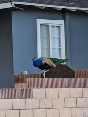 Pavo cristatus